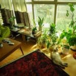 pet safe indoor plants