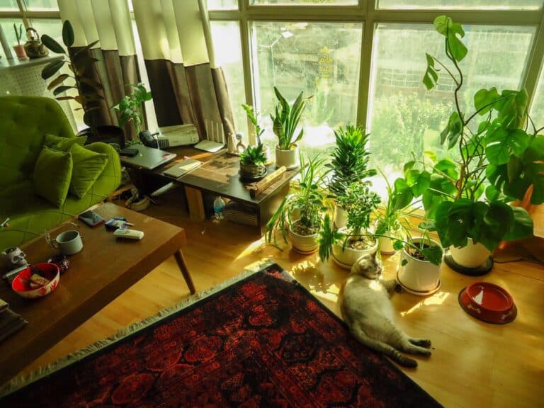 pet safe indoor plants