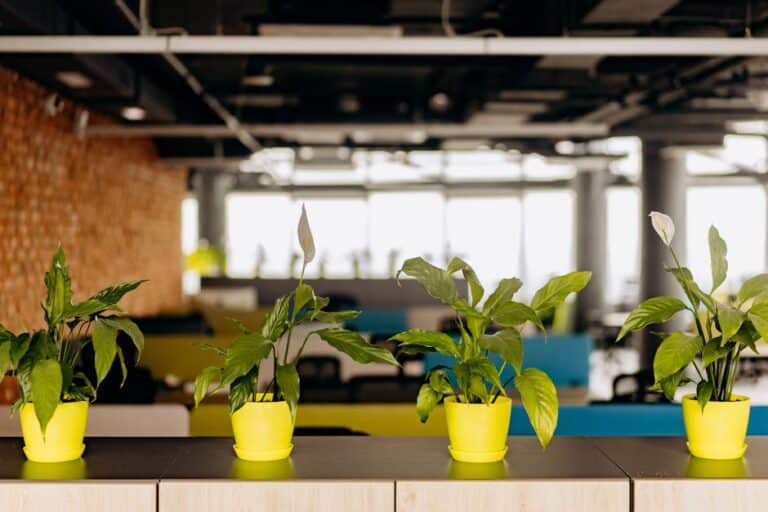 best plants for offices