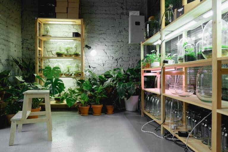 house plants don t purify air