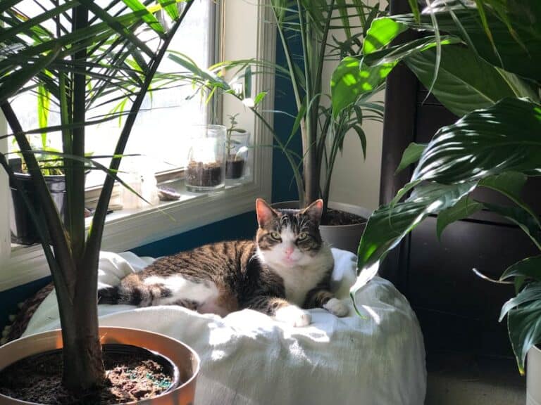 best indoor plants for pets