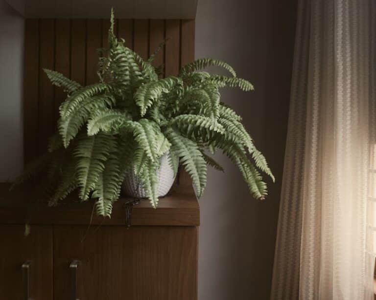 ferns indoors low light