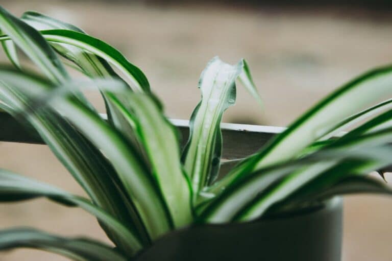 natural spider mite solution