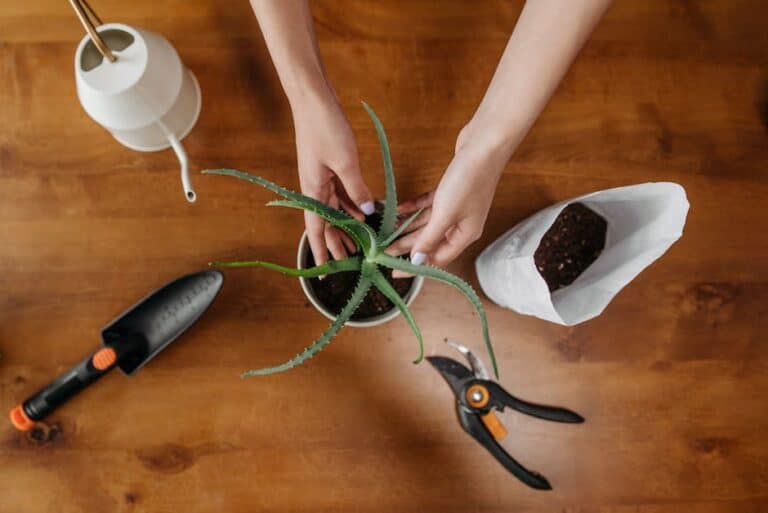 preventing transplant shock plants
