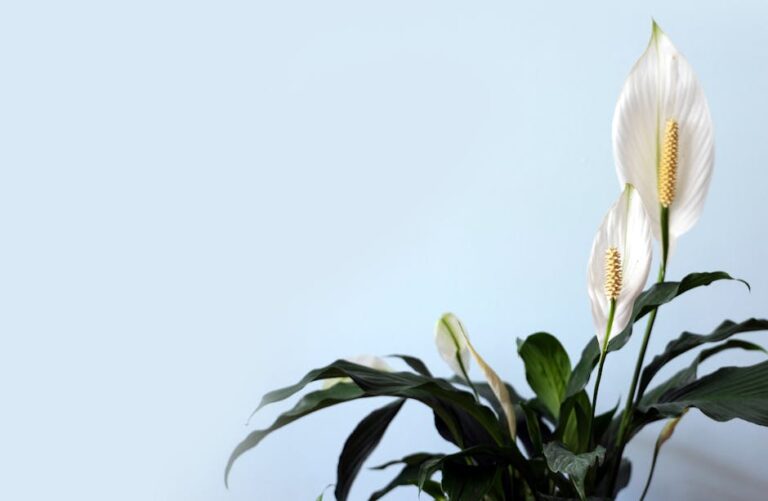 best air purifying plants for low light apartments care
