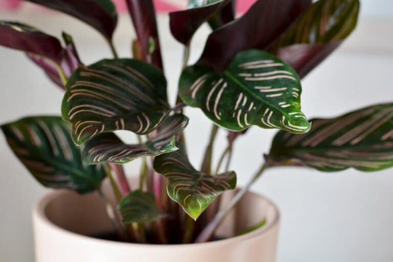gentle repotting calathea plants