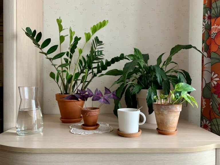 air purifying plants list