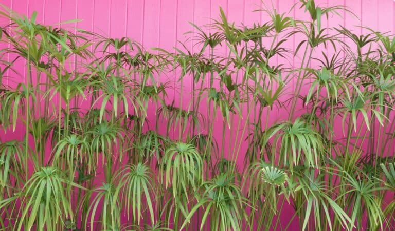 allergy relief houseplants