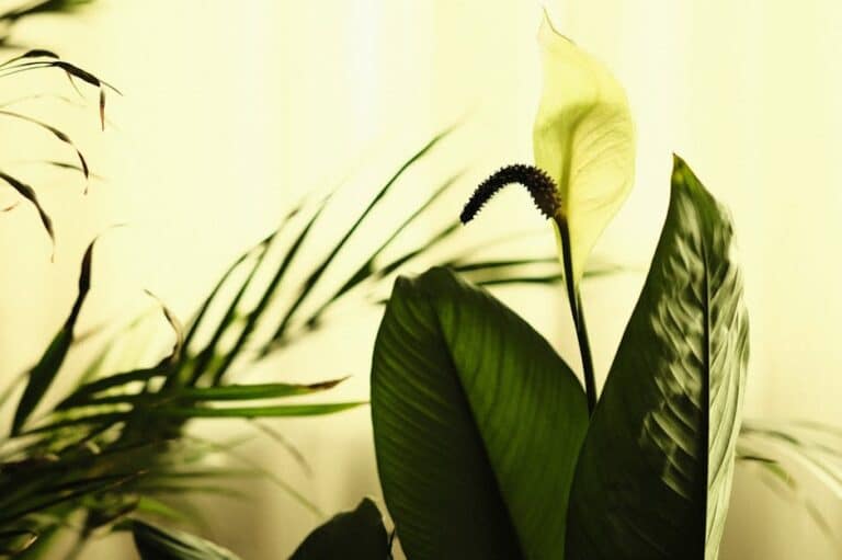 peace lily care guide