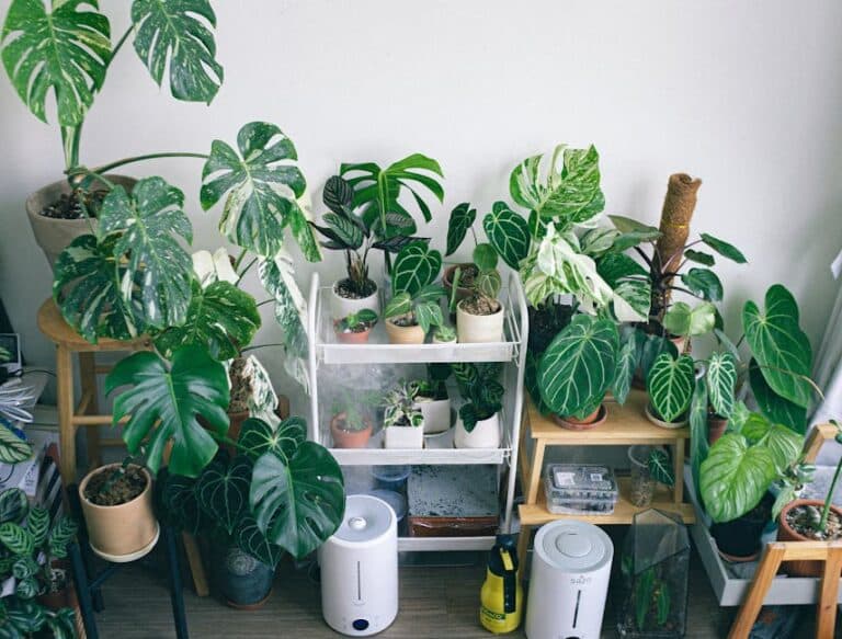 humidifier for houseplants