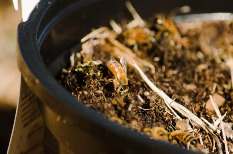 soil mites