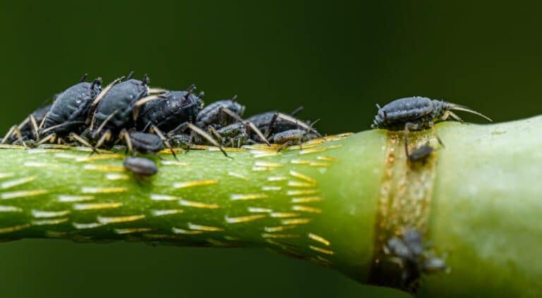 chinese money plant pests