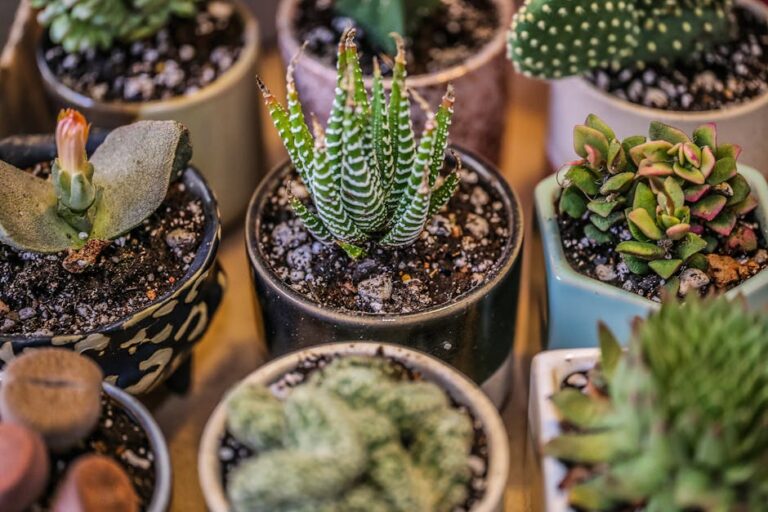 tips for caring for succulents