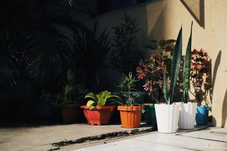 low maintenance balcony plants