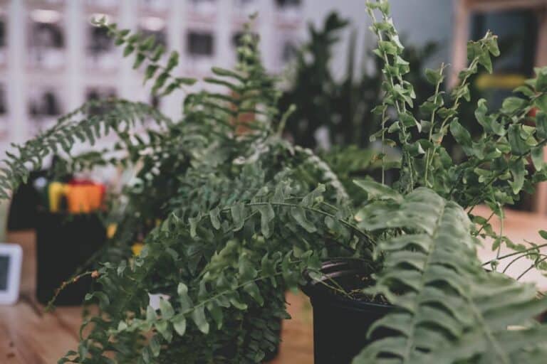 ferns for dark rooms