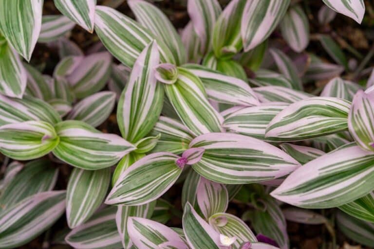 variegated terrarium plant favorites
