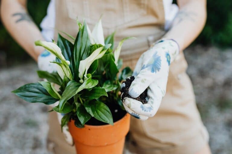 peace lily plant repotting