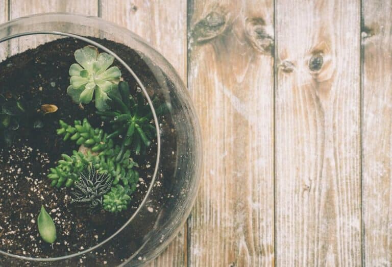 best succulents for terrariums