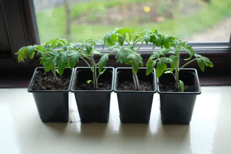 grow tomatoes in pots