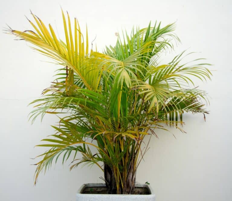 parlor palm indoor growth