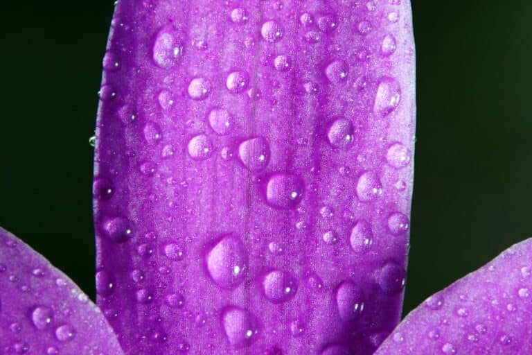 humidity for african violets